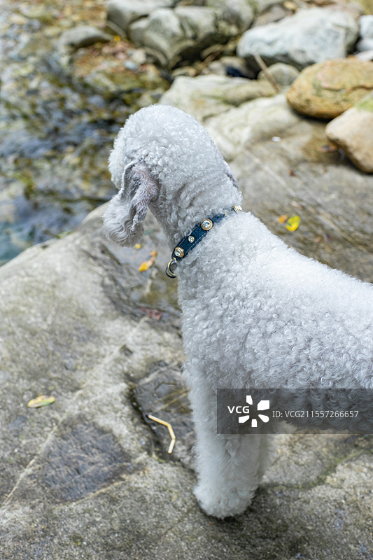 中国家庭宠物拍摄主题，一只白色的可爱的贝灵顿梗犬，户外白昼无人图像摄影图片素材