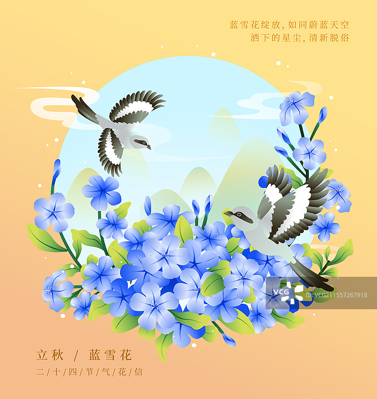 新中式二十四节气立秋花信风之蓝雪花矢量插画海报图片素材