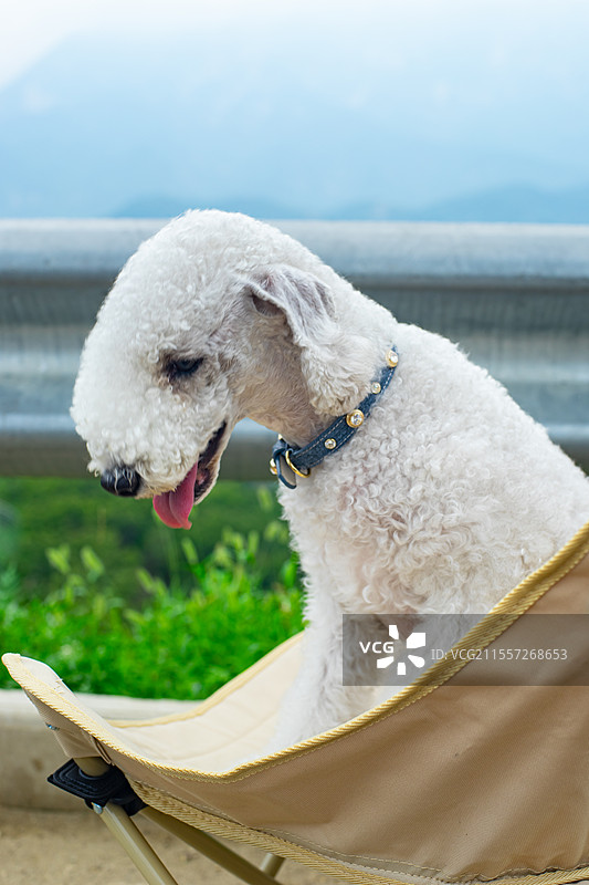 中国家庭宠物拍摄主题，一只白色的可爱的贝灵顿梗犬趴在椅子上，户外白昼无人图像摄影图片素材