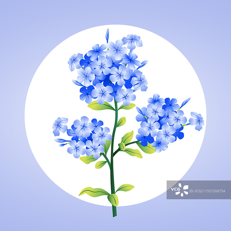 新中式二十四节气立秋花信风之蓝雪花矢量插画图片素材