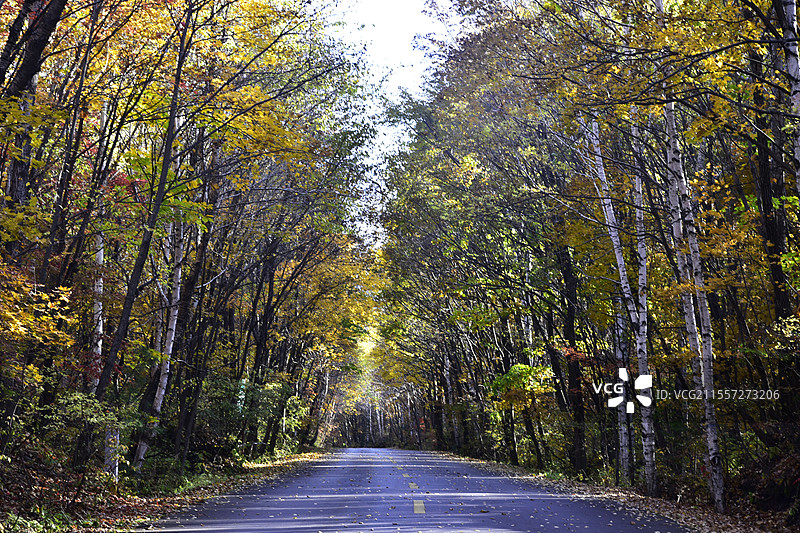 吉林龙湾群森林公园三角龙湾秋天树林马路秋景图片素材