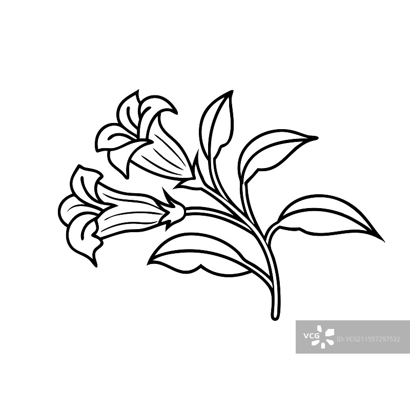 手绘线条艺术的牛舌草花朵平面图图片素材