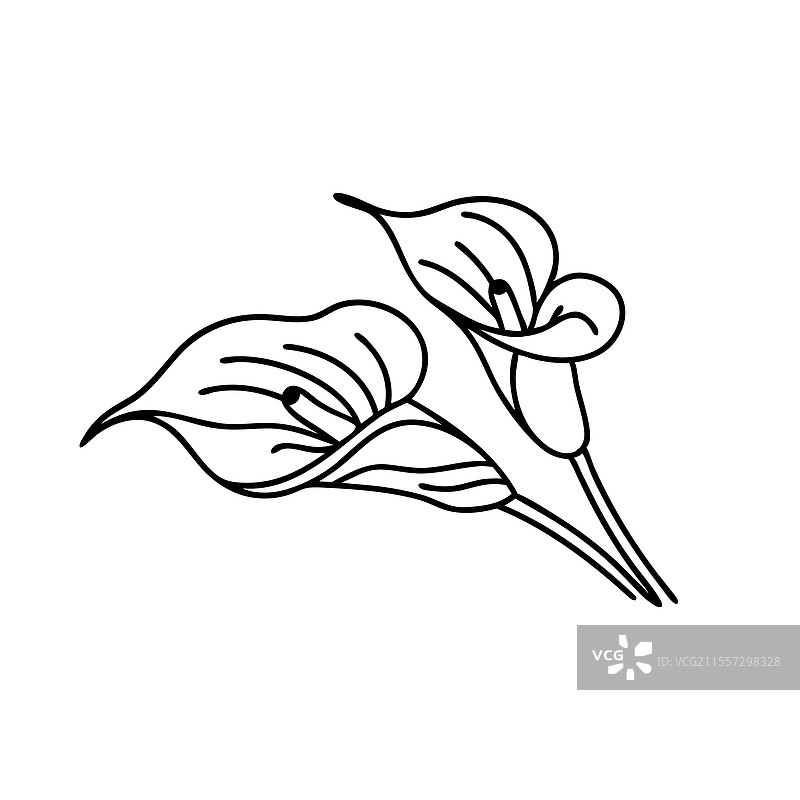 手绘线条艺术的阿鲁姆花平面图图片素材