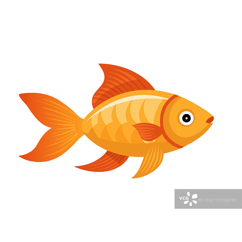 美丽的金鱼在白色背景上独立展示图片素材