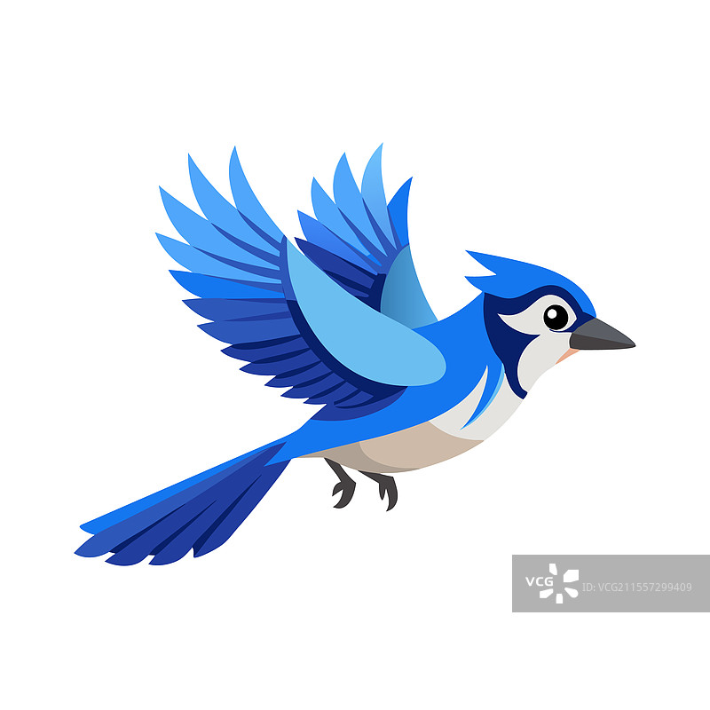 蓝松鸦在白色背景上孤独地飞翔图片素材