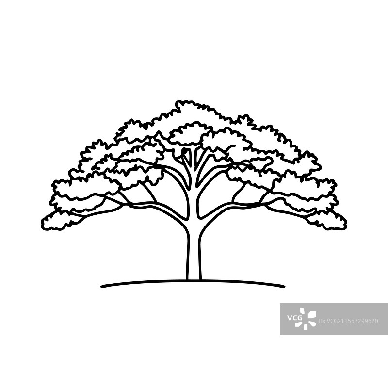 手绘线条的阔叶树孤立在白色背景上图片素材