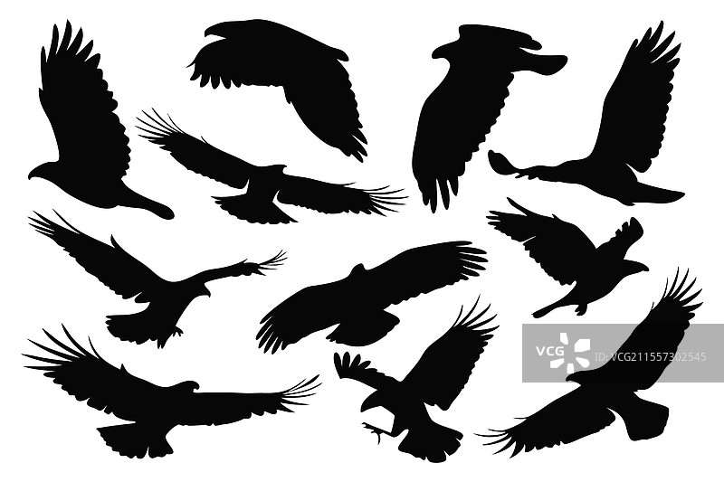 不同鹰姿势的剪影集，独立展示图片素材