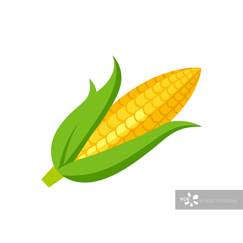 白色背景上孤立的玉米棒图片素材