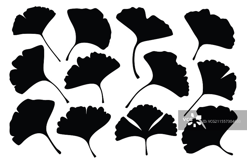 银杏叶剪影集，孤立平放在上面图片素材