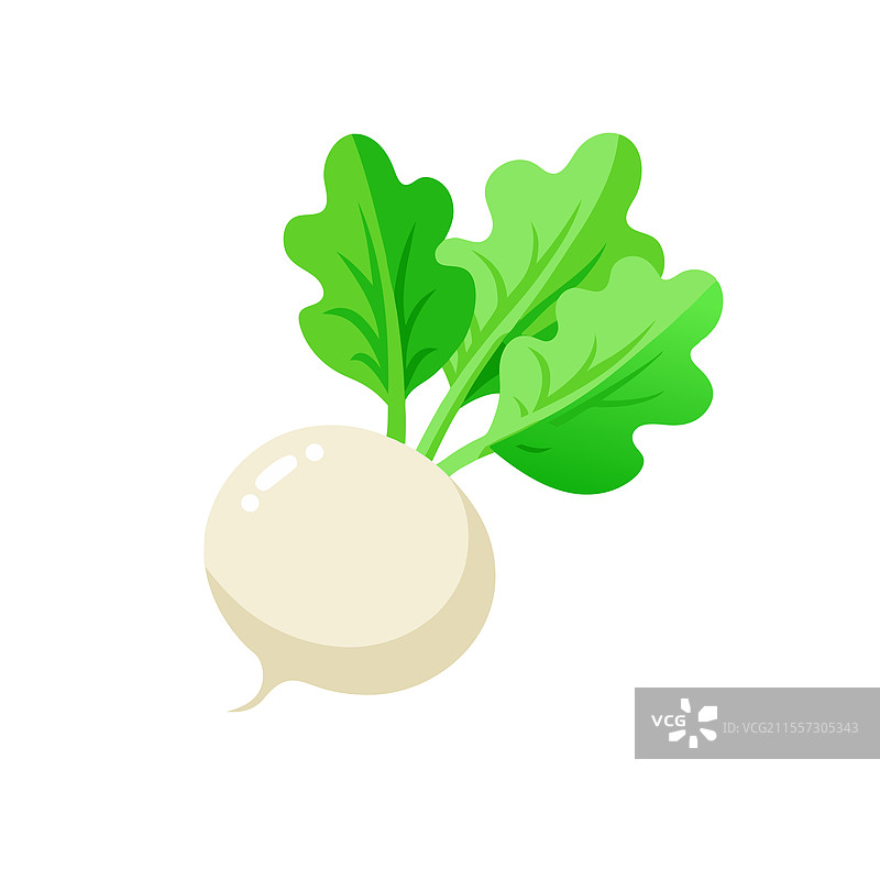 新鲜的白萝卜配上鲜艳的绿色叶子图片素材