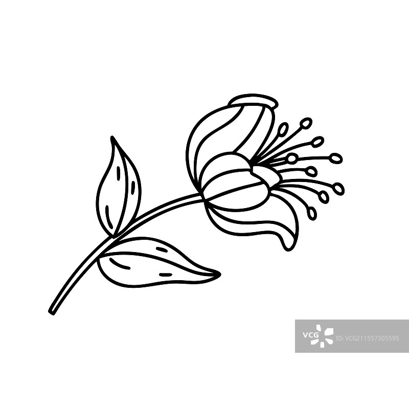 手绘线条艺术的石南花平面图图片素材