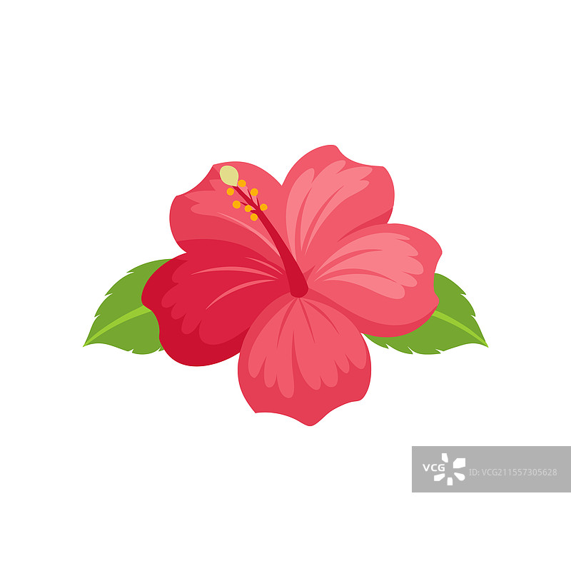 孤立的芙蓉花平铺在白色背景上图片素材