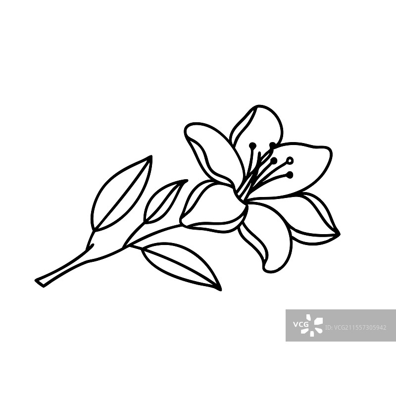 手绘线条艺术的西班牙茉莉花平面图图片素材