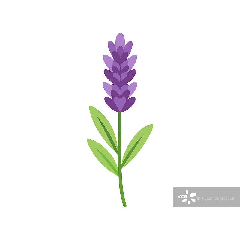 孤立的薰衣草花朵平铺在白色背景上图片素材