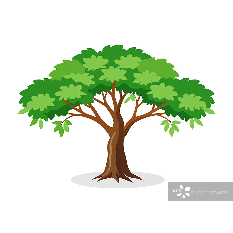 孤立的印度楝树，平放在白色背景上图片素材