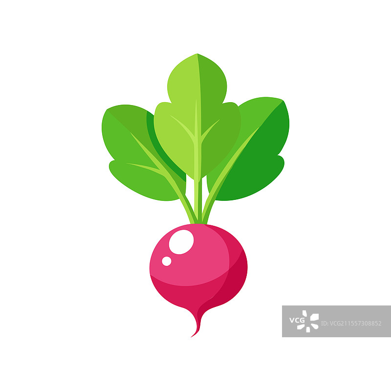 鲜艳绿叶的萝卜，平铺在背景上图片素材