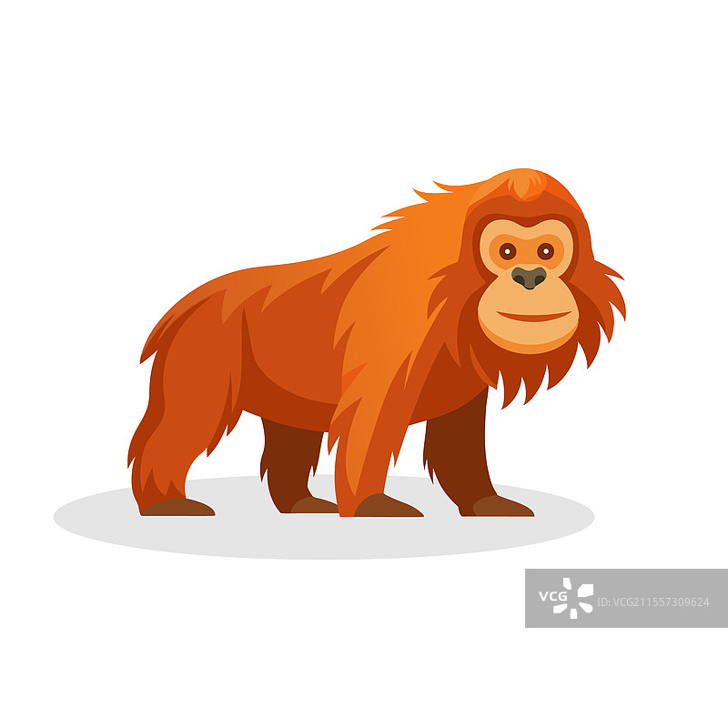 孤立在白色背景上的猩猩侧面视图图片素材