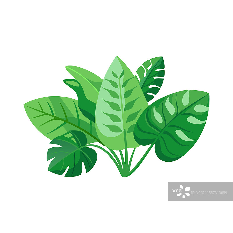 郁郁葱葱的热带绿叶在白色背景上独立展示图片素材