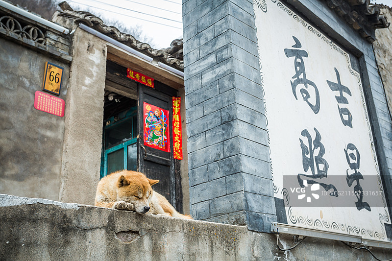 老屋前熟睡的小狗图片素材