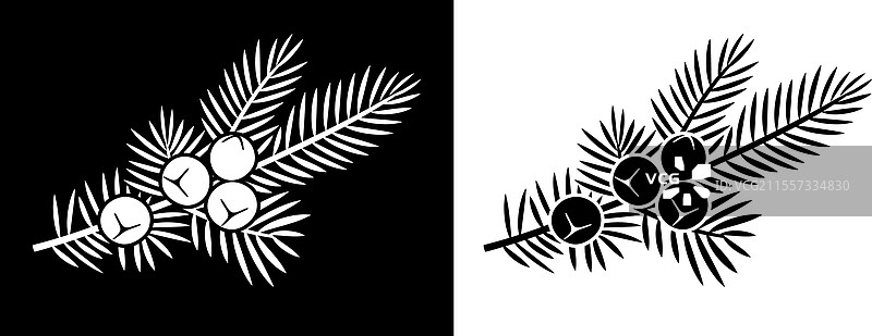 杜松子图片素材