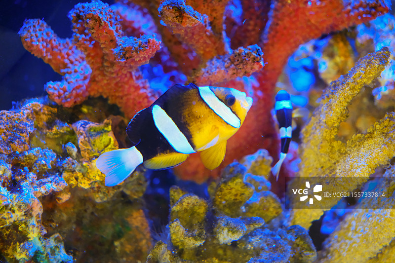 地毯海葵和小丑鱼图片素材