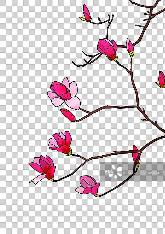 谷雨 清明 节气 插画 元素 植物 紫色 玉兰花 嫩芽图片素材