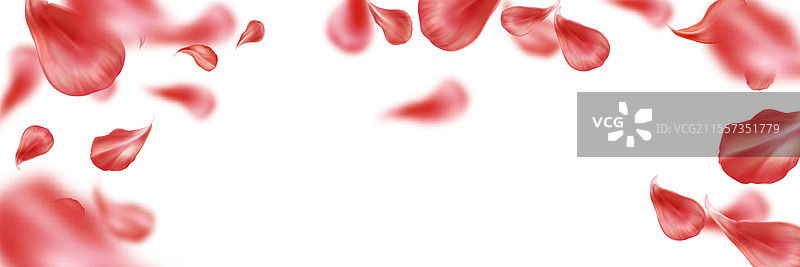 飞舞的红玫瑰花瓣洒落在白色背景上图片素材