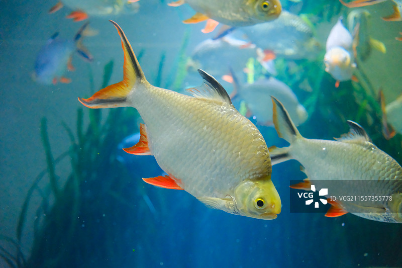 红鳍银鲫图片素材