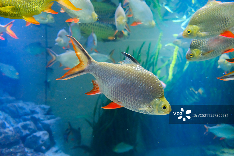红鳍银鲫图片素材