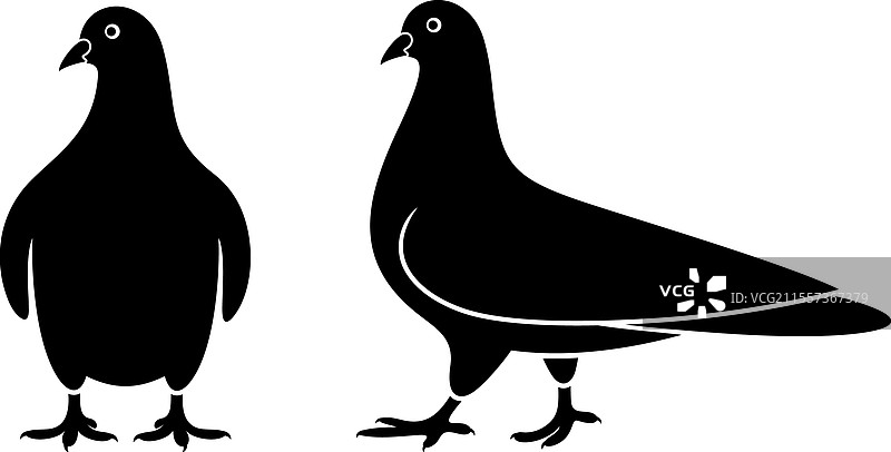 鸽子图片素材
