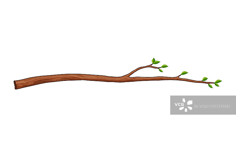 树枝、叶子植物、嫩枝、新鲜绿意图片素材