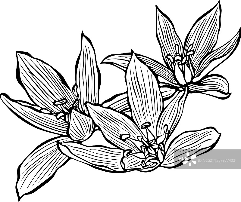 三朵鸟尾花的线条艺术图片素材
