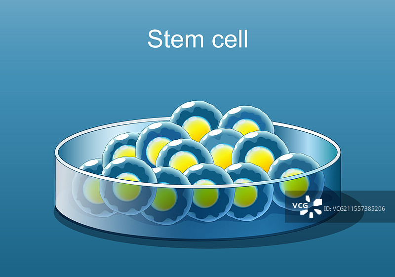 干细胞治疗，培养皿中干细胞的特写图片素材