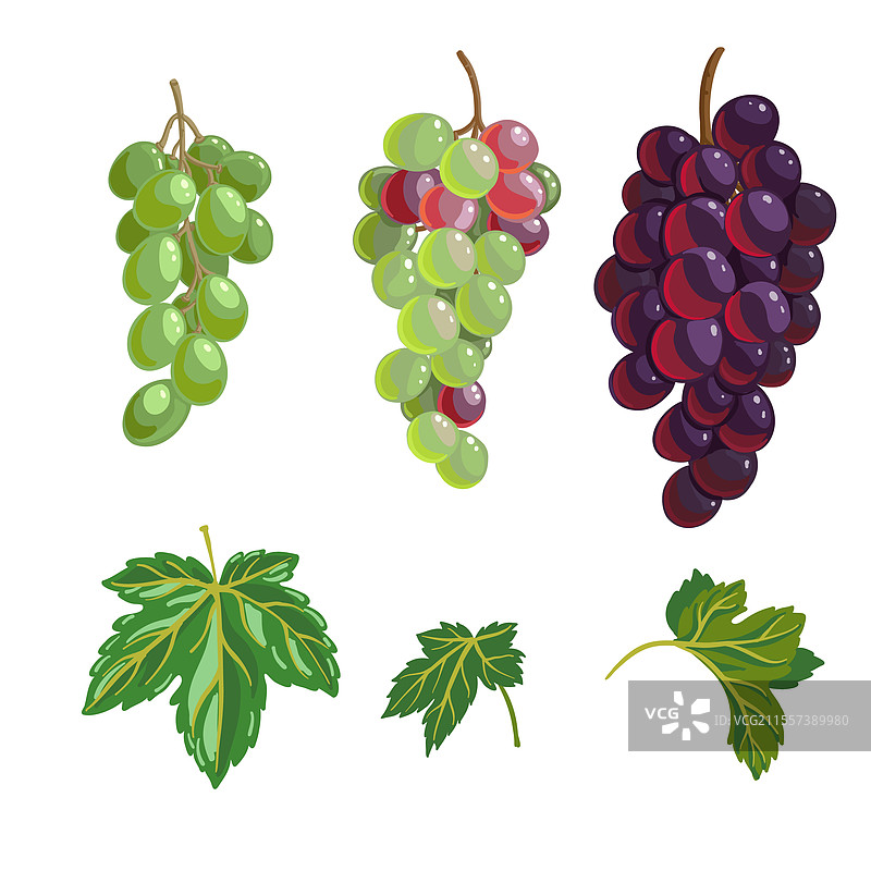 一串绿色葡萄的绘画图片素材