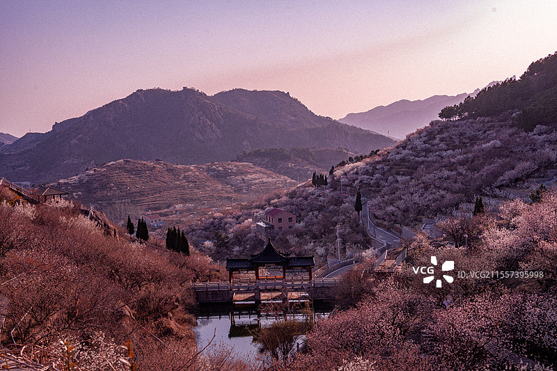 青岛市崂山区大崂樱桃谷一夜春风送来梦幻樱桃花瀑布粉色朦胧版图片素材