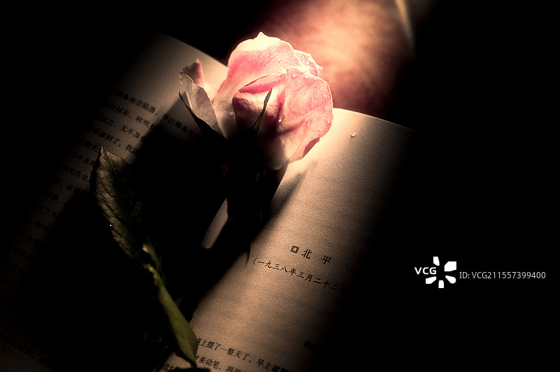书页间的玫瑰图片素材