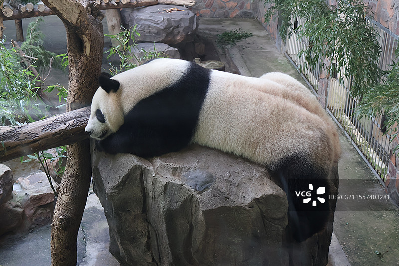 红山动物园大熊猫图片素材