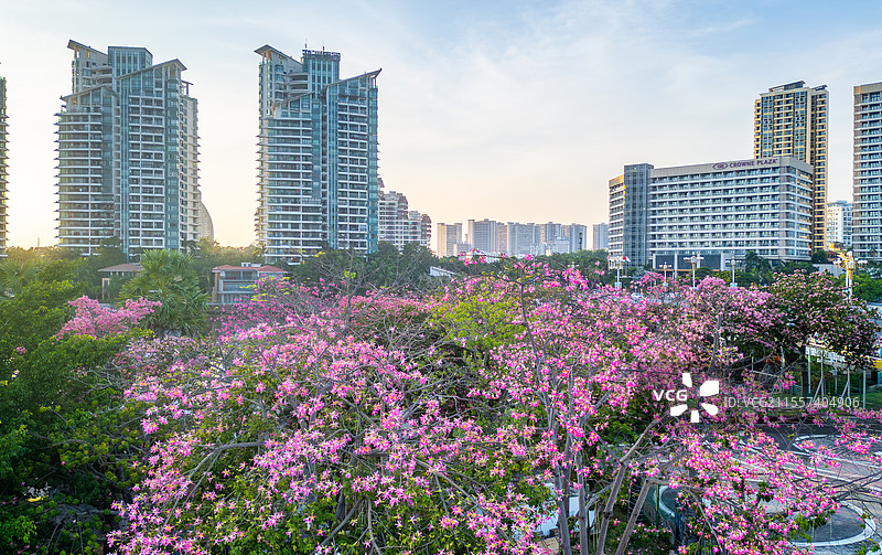海南三亚春天随风摇曳的异木棉花朵唯美治愈城市空镜头图片素材