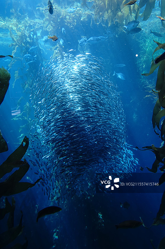 蒙特雷湾的沙丁鱼群图片素材