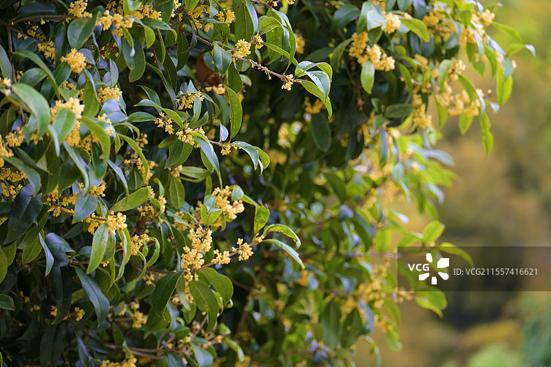 大香林金秋十月桂花香图片素材