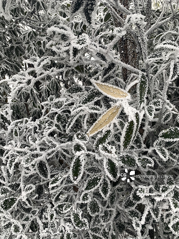 张家界霜冻的叶子图片素材