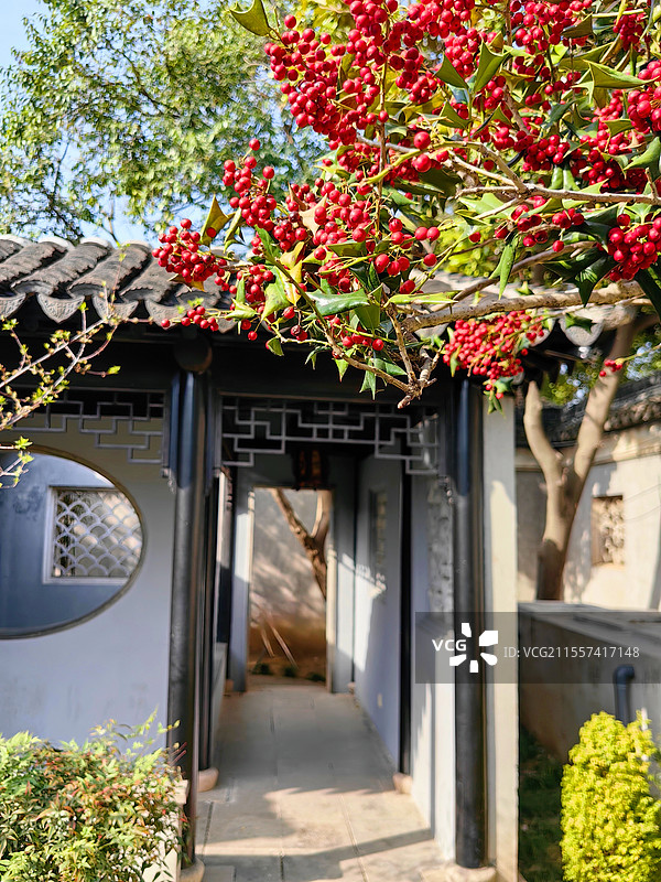 苏州园林的红豆树图片素材