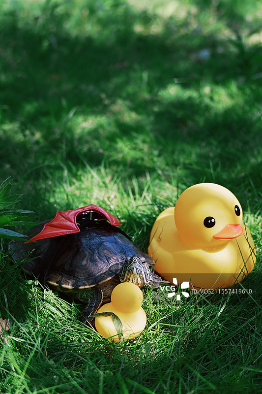 大晴天，一只大巴西龟和他的玩具小黄鸭在草地上玩耍图片素材