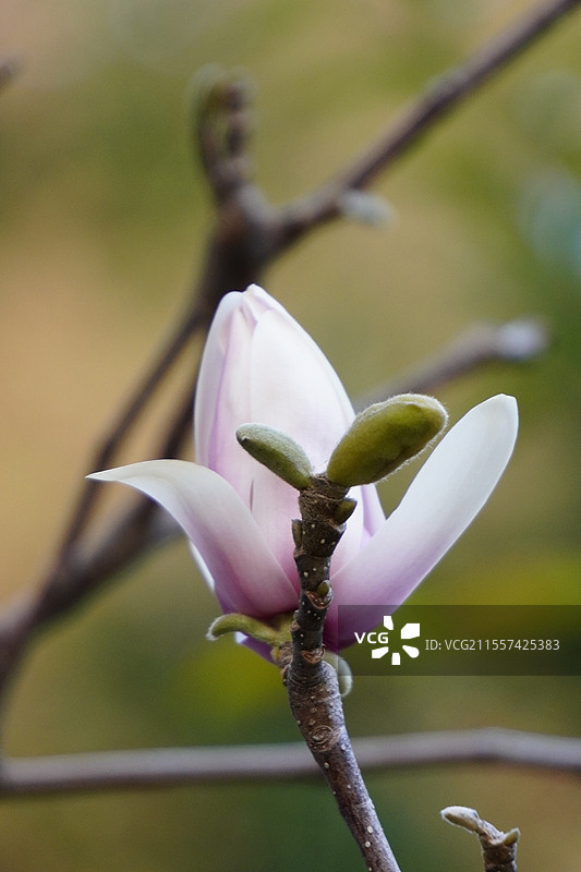 二乔玉兰图片素材