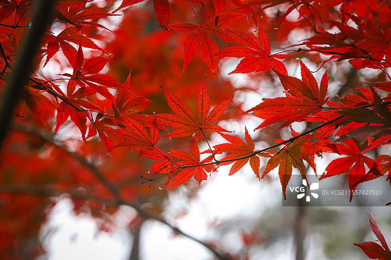 爱晚亭的枫叶图片素材