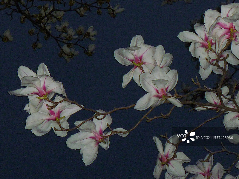 油画玉兰花图片素材