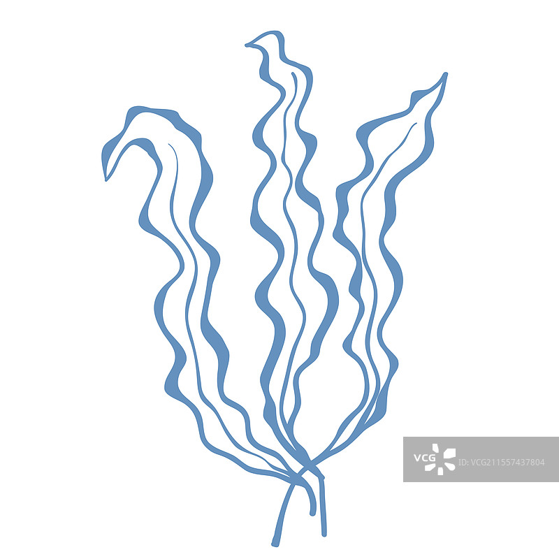海藻的线条艺术图片素材