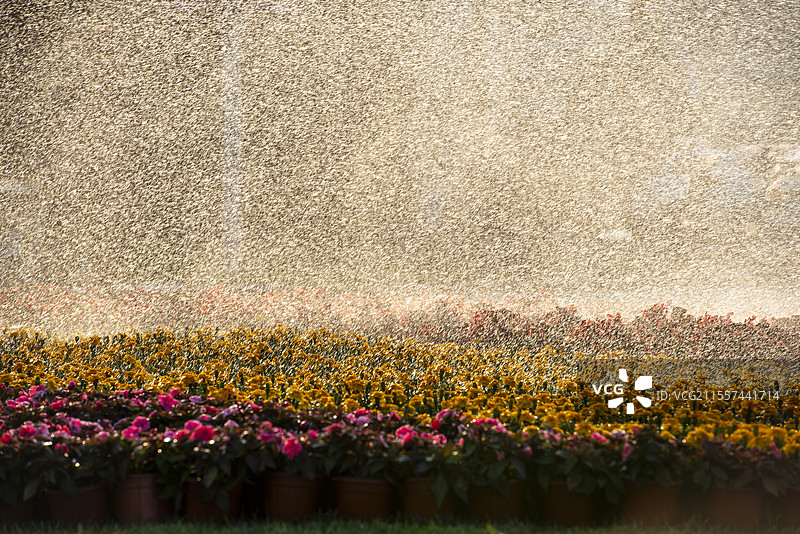 花坛上浇水是满天的水珠图片素材