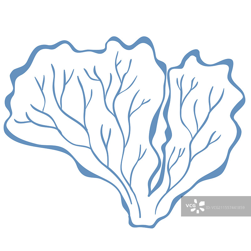 海藻的线条艺术图片素材