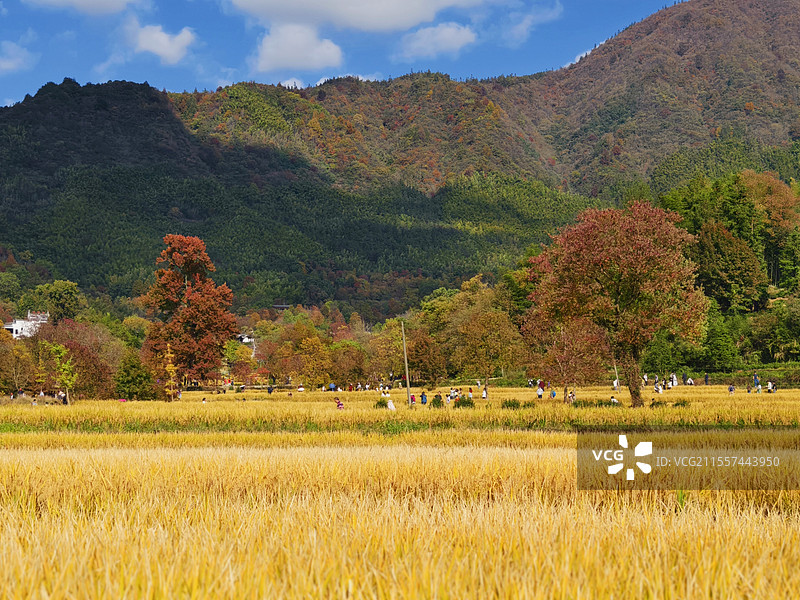 秋天的味道图片素材